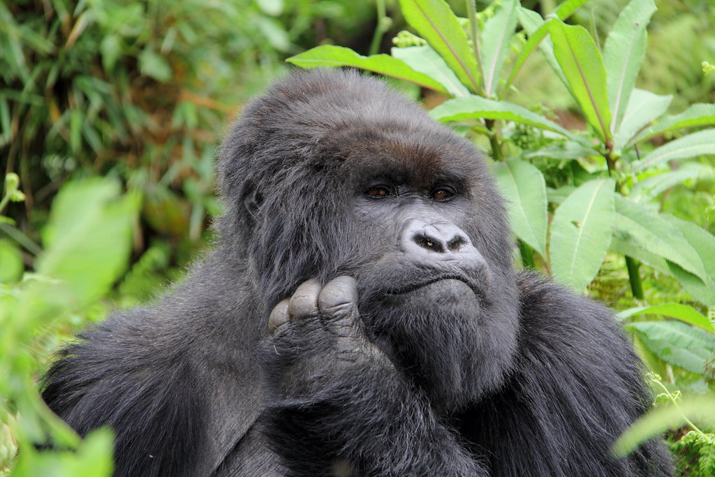 Is Gorilla Trekking in Rwanda Challenging or Difficult?