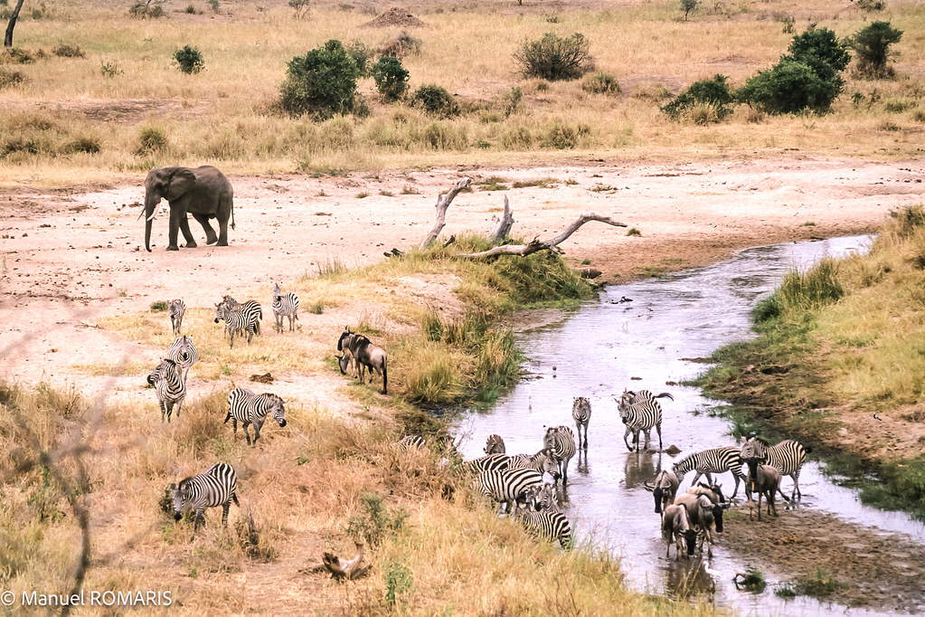 Serengeti National Park Wins Best Africa Safari Park at the World Travel Awards