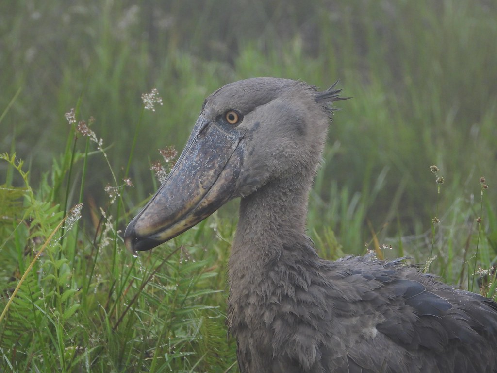 Mabamba Shoebill Stork Day Birding Excursions – Discover Uganda’s Wetland Jewel