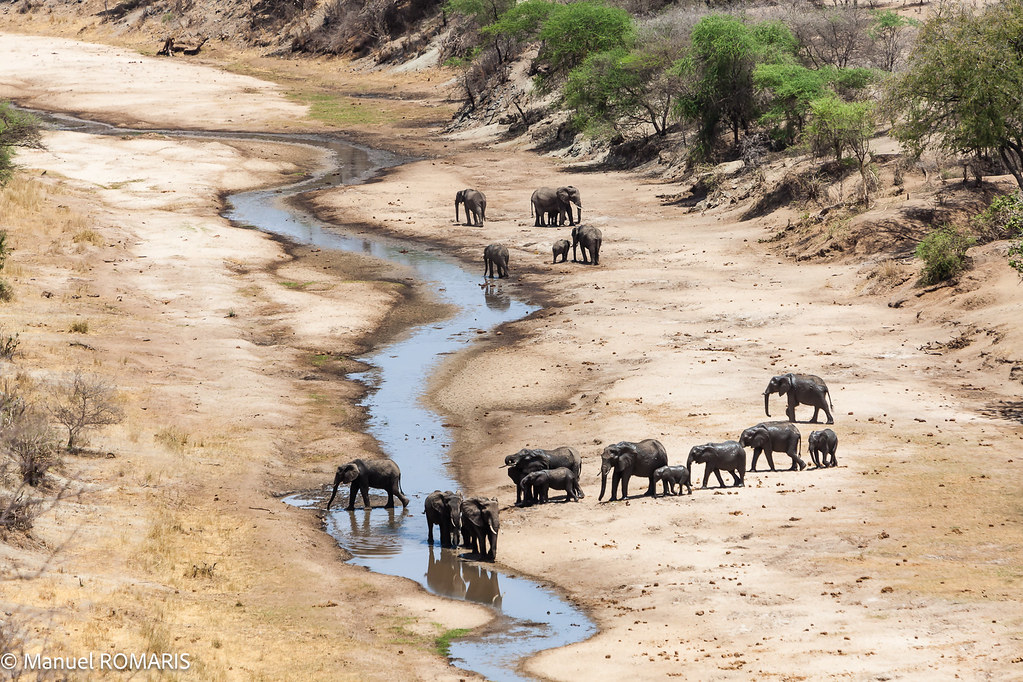 Safari Tours to Tarangire National Park – The Land of Giants
