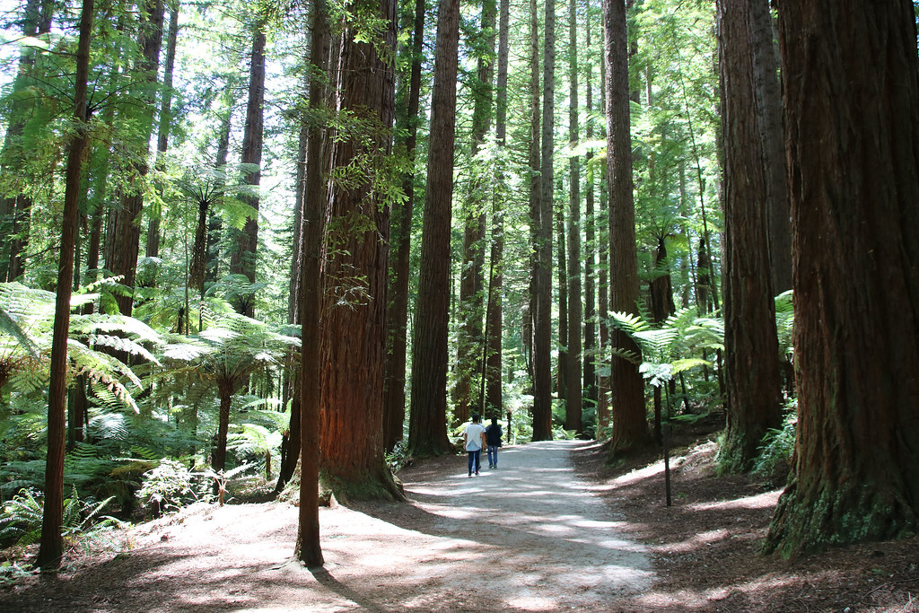 Nature Walks in Uganda – Explore the Pearl of Africa on Foot