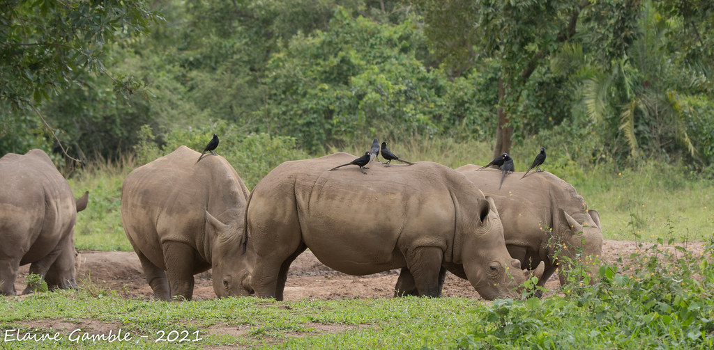 UWA Temporarily Closes Ziwa Rhino Sanctuary After Attack – Understanding What Happened