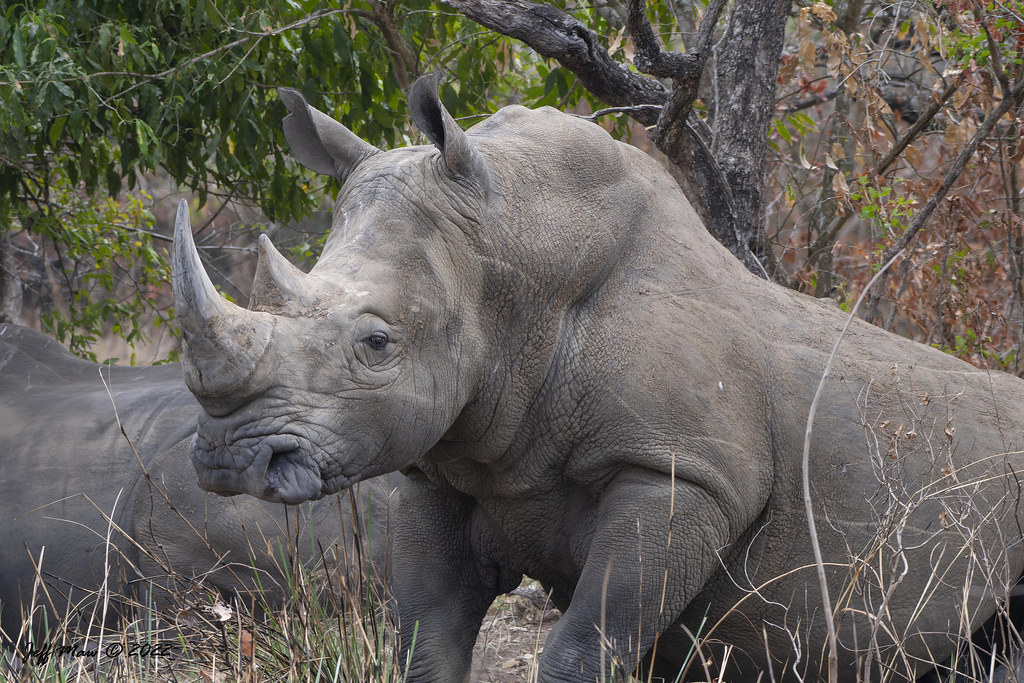 Top Things to Do in Ziwa Rhino Sanctuary – Uganda’s Only Rhino Haven
