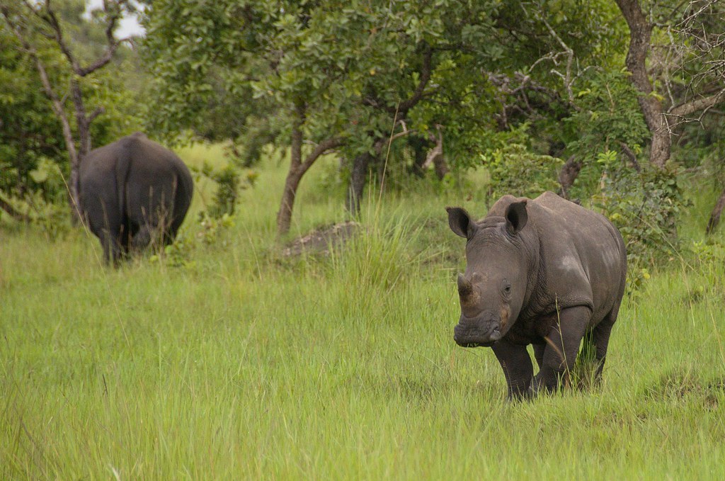 Ziwa Rhino Sanctuary Reopened to Tourists – Uganda’s Rhino Haven Returns