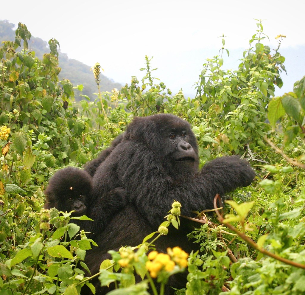 Magical Christmas Experiences in Bwindi Impenetrable Forest, Uganda