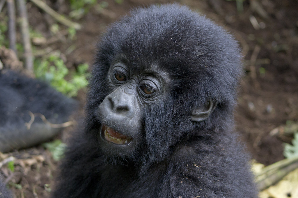 Christmas Gorilla Trekking in Uganda
