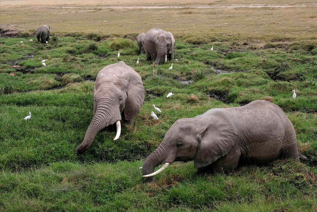 Why Uganda Is the Perfect Christmas Safari Destination