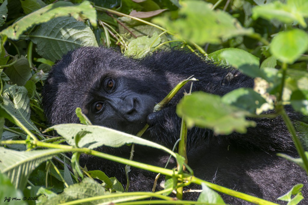 A Magical Christmas Holiday in Bwindi
