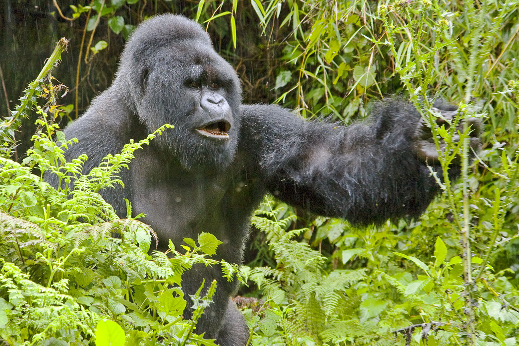 Spend Your Christmas with Gorillas
