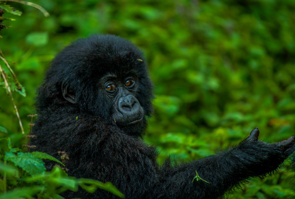 What Is the Cost of a Gorilla Trekking Permit in Uganda and Rwanda?