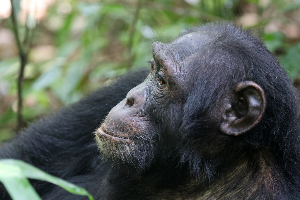 Chimpanzee and Gorilla Trekking in Uganda and Rwanda: A Guide to Booking Permits