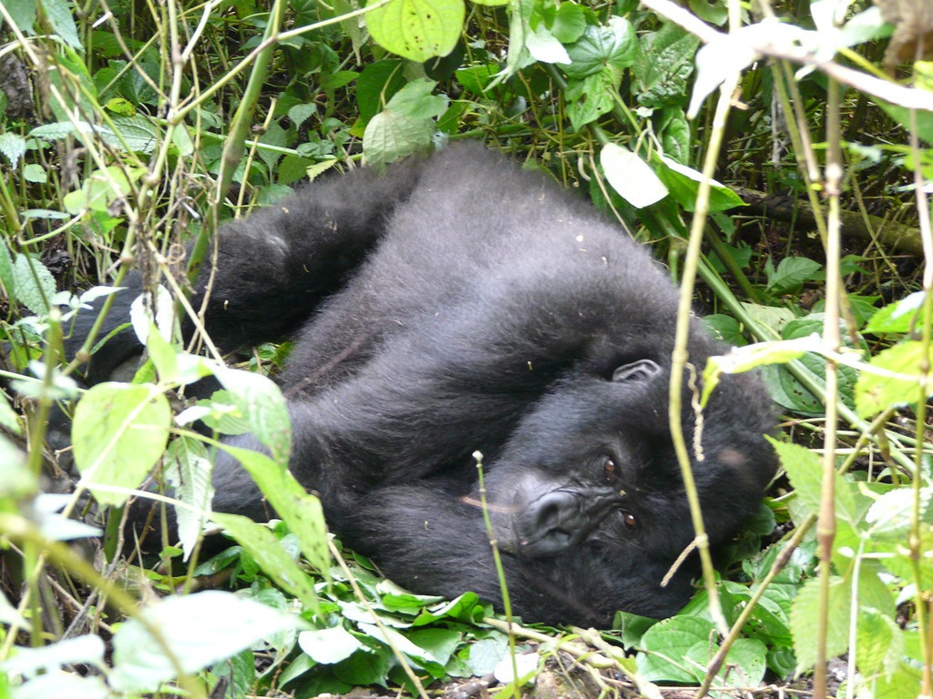 Chimpanzee Trekking Information for Rwanda and Uganda