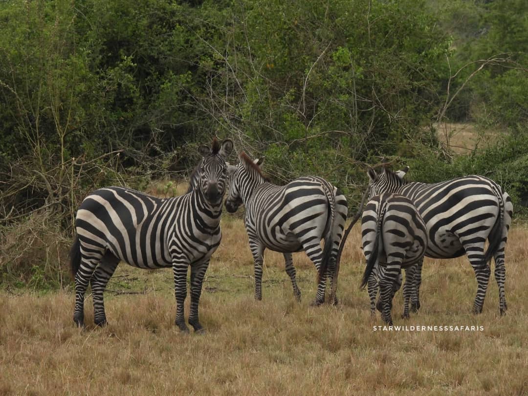 Family-Friendly Big Five Safari Adventures in Kenya