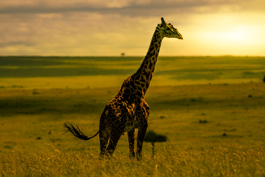 Ultimate Big Five Safari in Maasai Mara