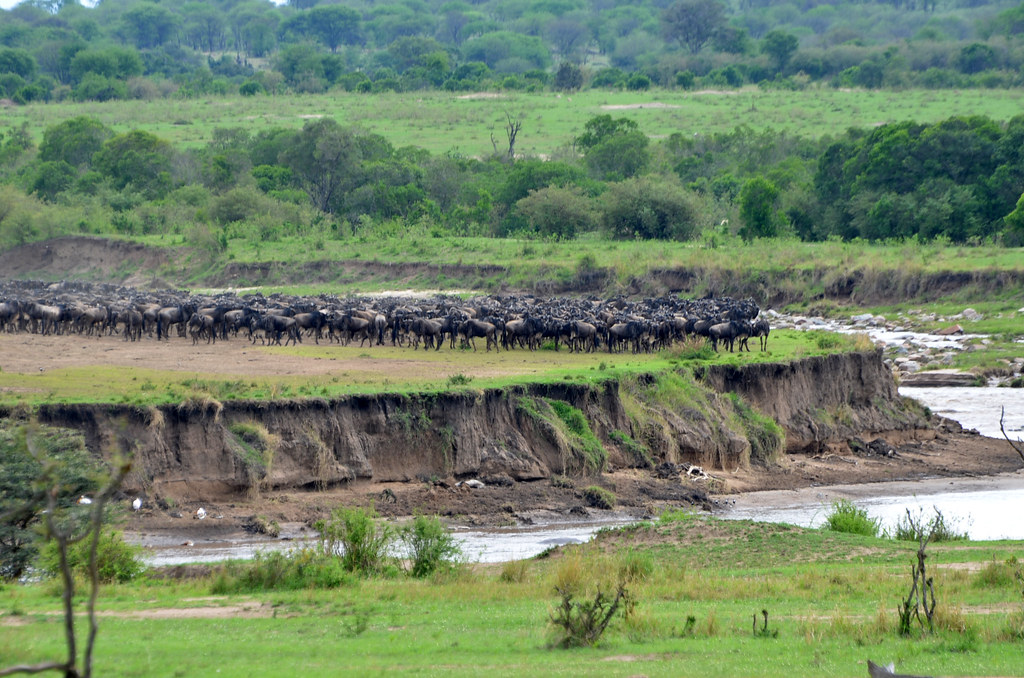 Best Time for Big Five Safari in Maasai Mara
