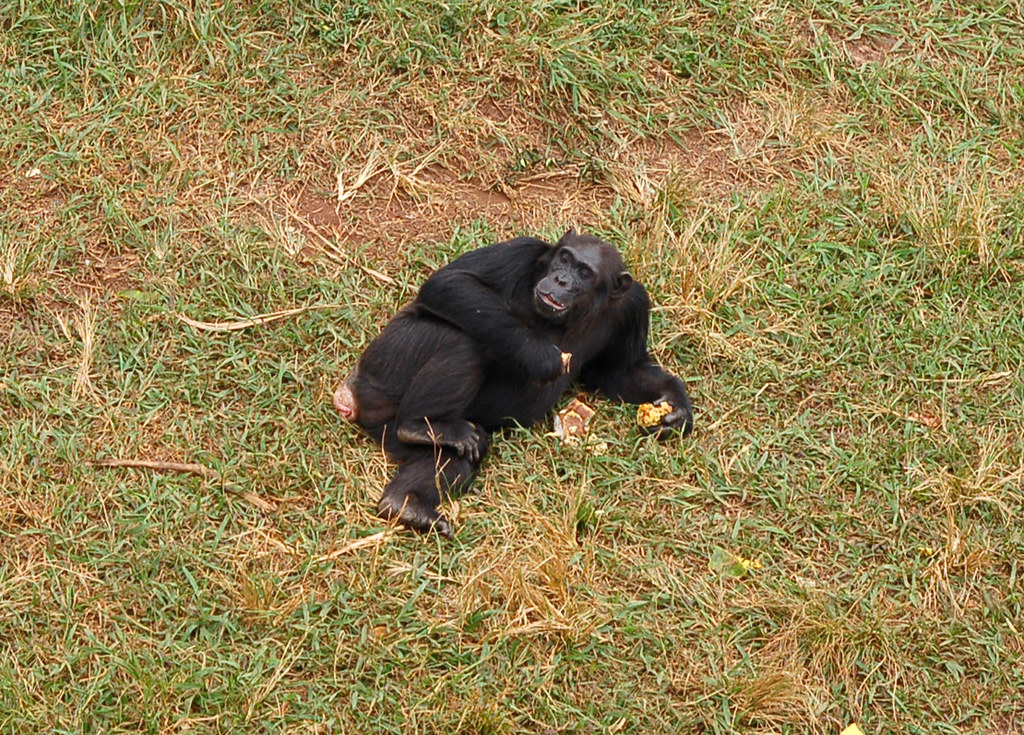 How to Book a Christmas Gorilla Trek in Uganda