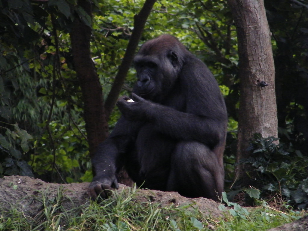 Gorilla Trekking Cost Comparison by Country