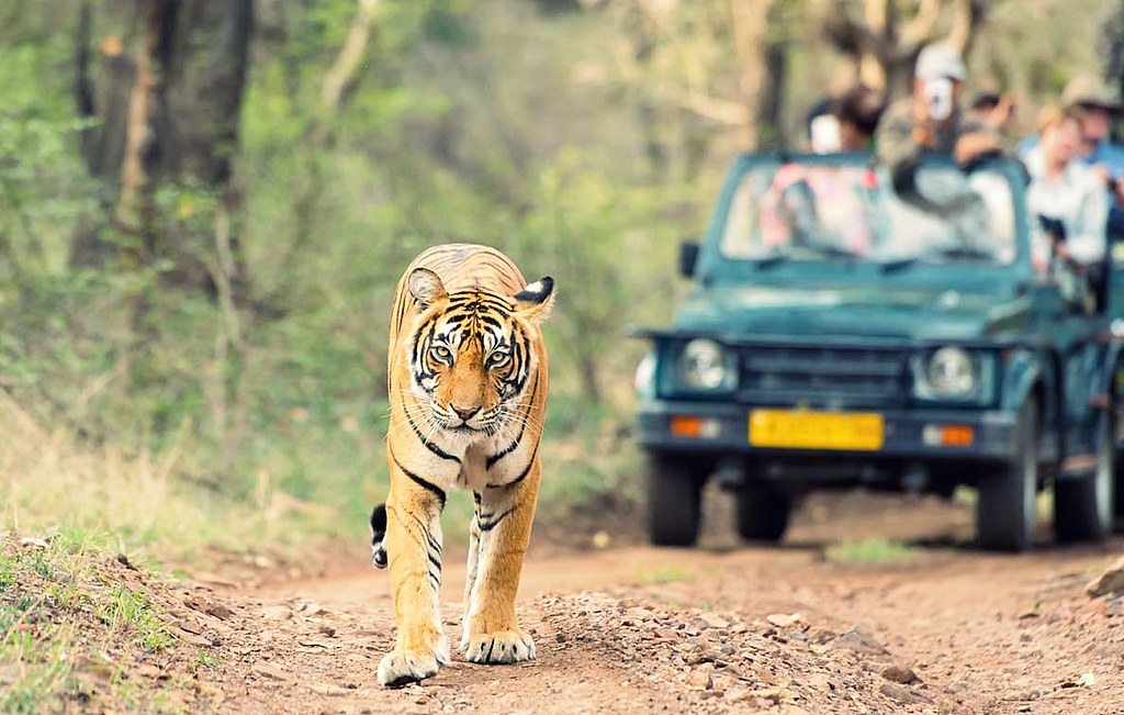 Cost Differences Between Safari Styles