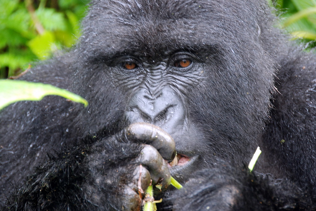 Anti-Poaching Efforts for Gorillas