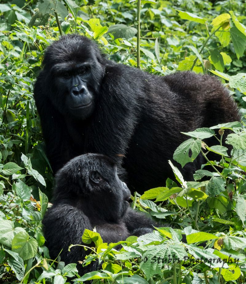 Gorilla Population Growth Success Stories