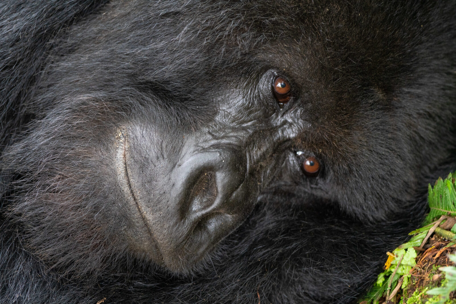 What Regulations Are Followed While in Kidepo National Park?