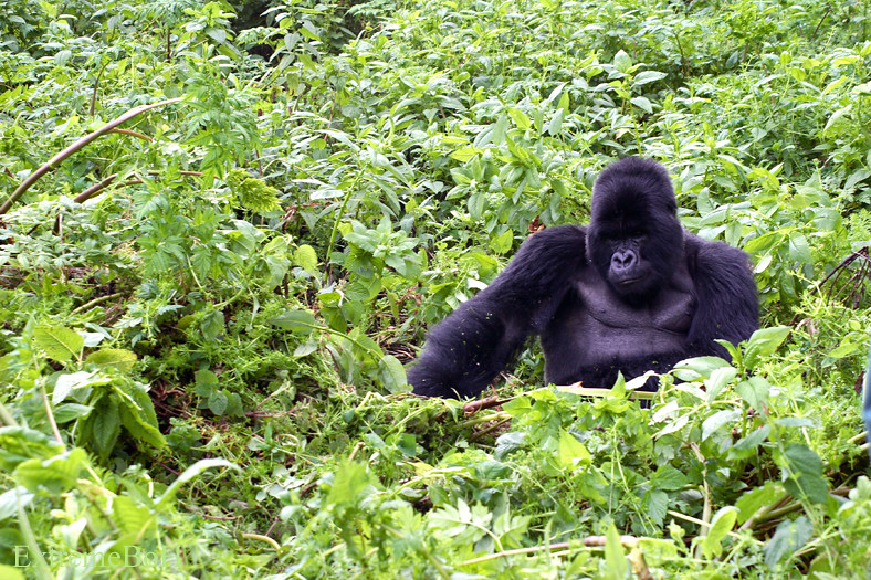 Introduction to Gorilla Permit Availability