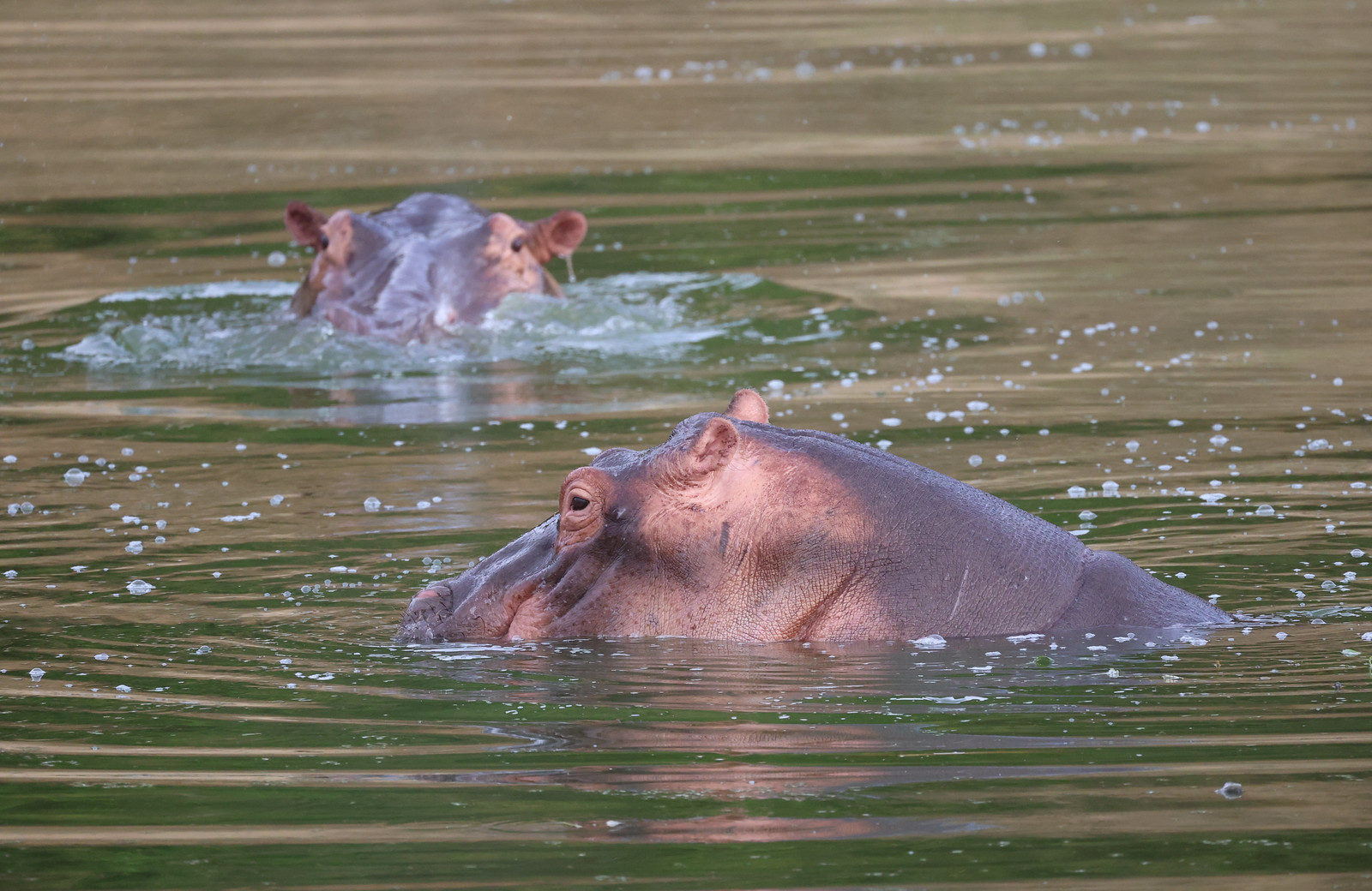 Big Game Safari Adventures in Queen Elizabeth National Park