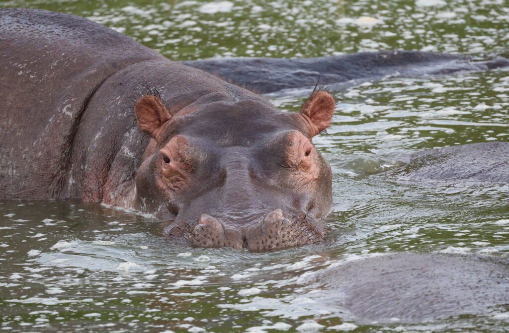 Hippos and a game-viewing boat on the Kazinga Channel, Queen Elizabeth National Park