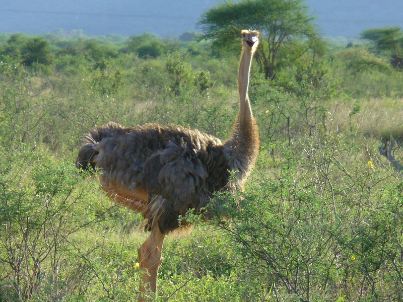 Family-Friendly Safari Itineraries in Tsavo East and West