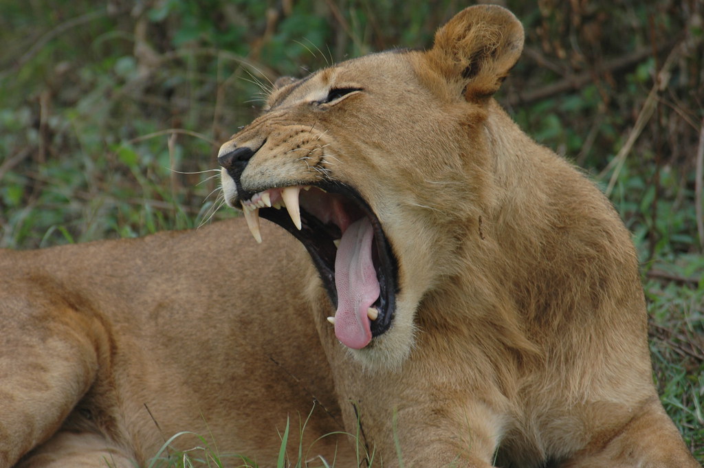 Tree-Climbing Lions and Where to Find Them