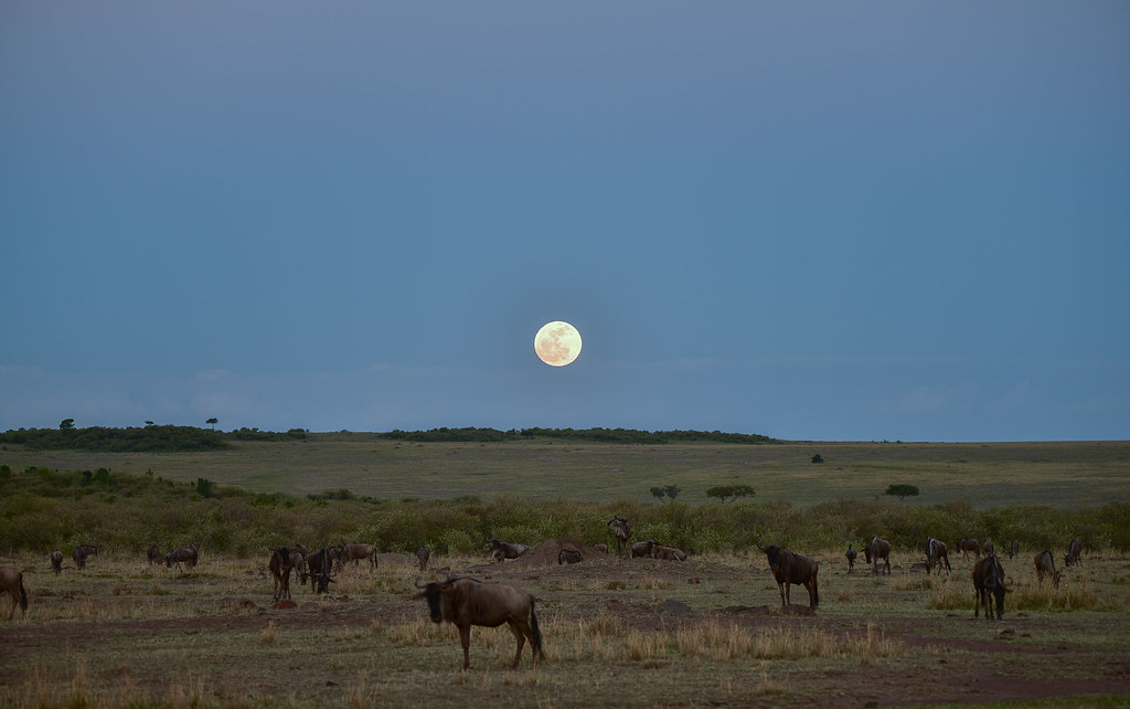 What to Expect on a Safari in Africa and East Africa