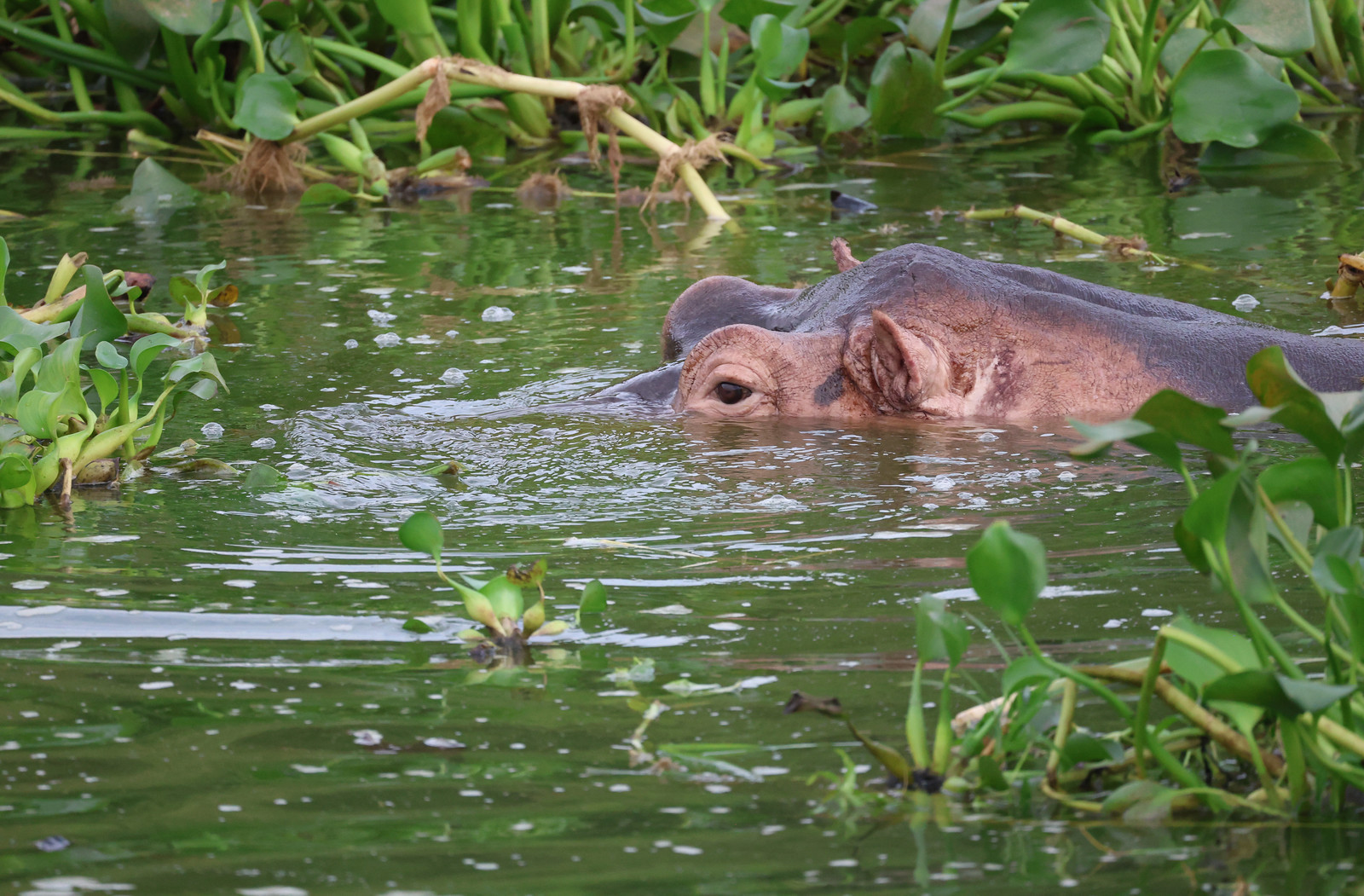 What Is the Size of Queen Elizabeth National Park?