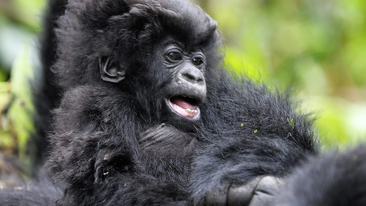 Gorilla Trekking Tour from USA to East Africa