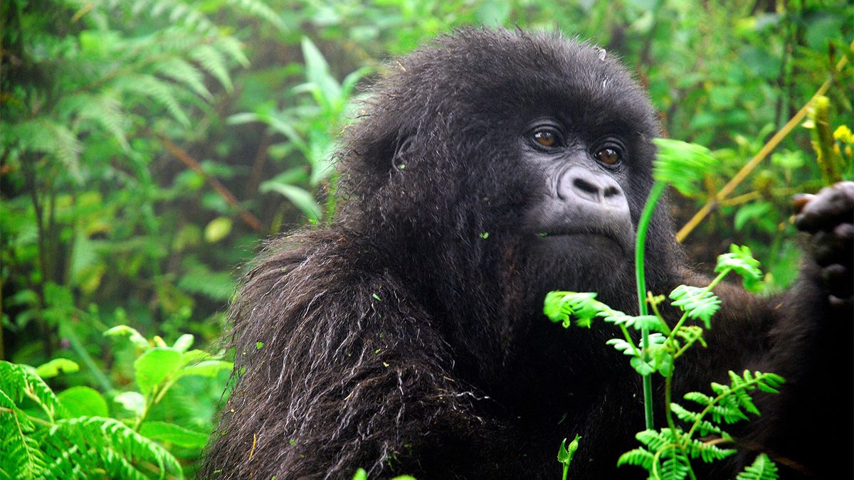 Uganda Gorilla Trekking from Germany
