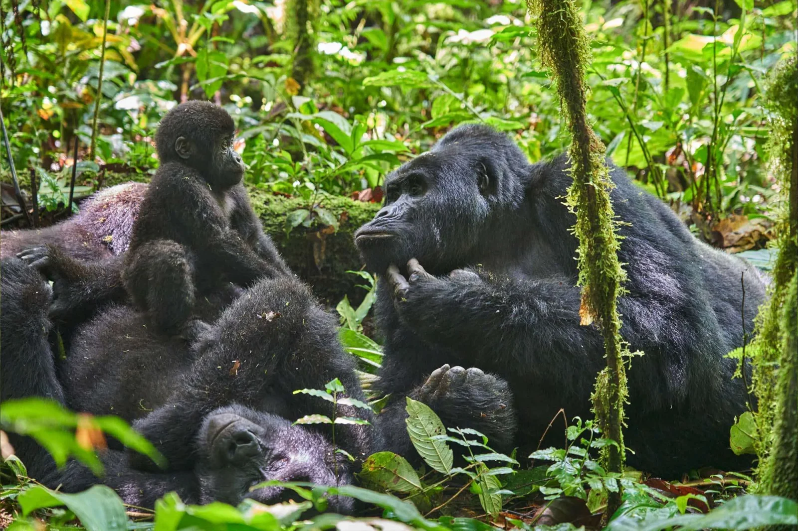 Uganda Gorilla Trekking from Netherlands