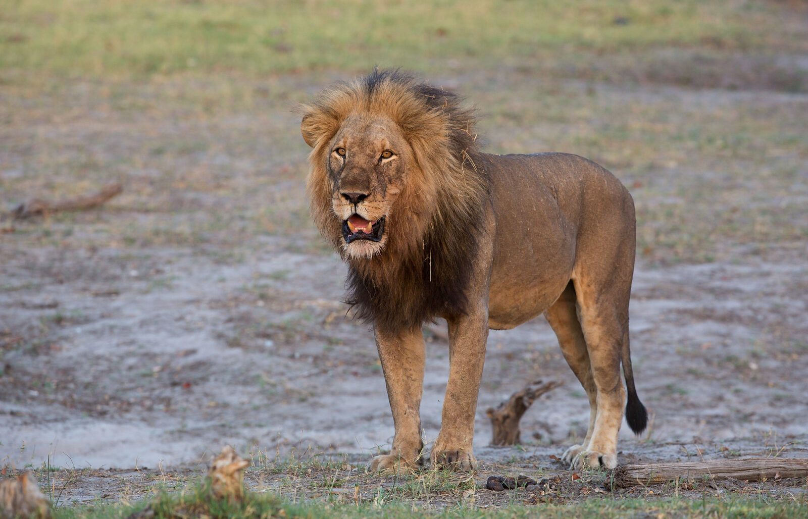 Ultimate Big Five Safari in Maasai Mara