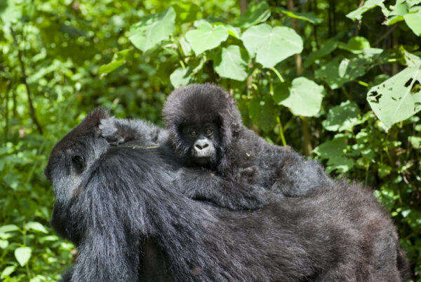 Gorilla Safaris Uganda 7 Days