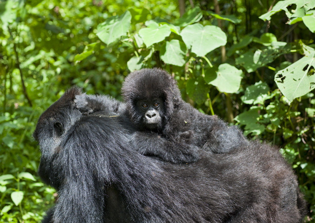 Gorilla Safaris Uganda 7 Days