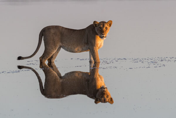 Ultimate Big Five Safari in Maasai Mara