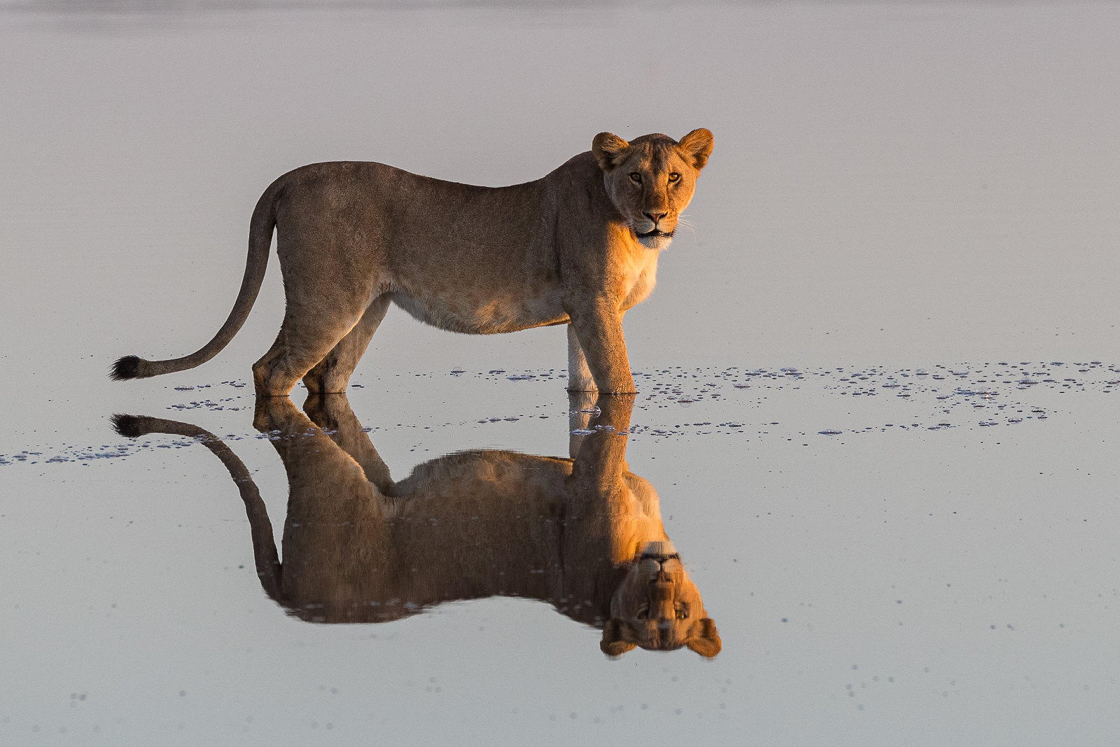 Ultimate Big Five Safari in Maasai Mara in kenya