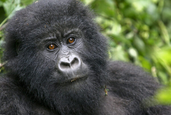 Gorilla Safaris Uganda 10 Days