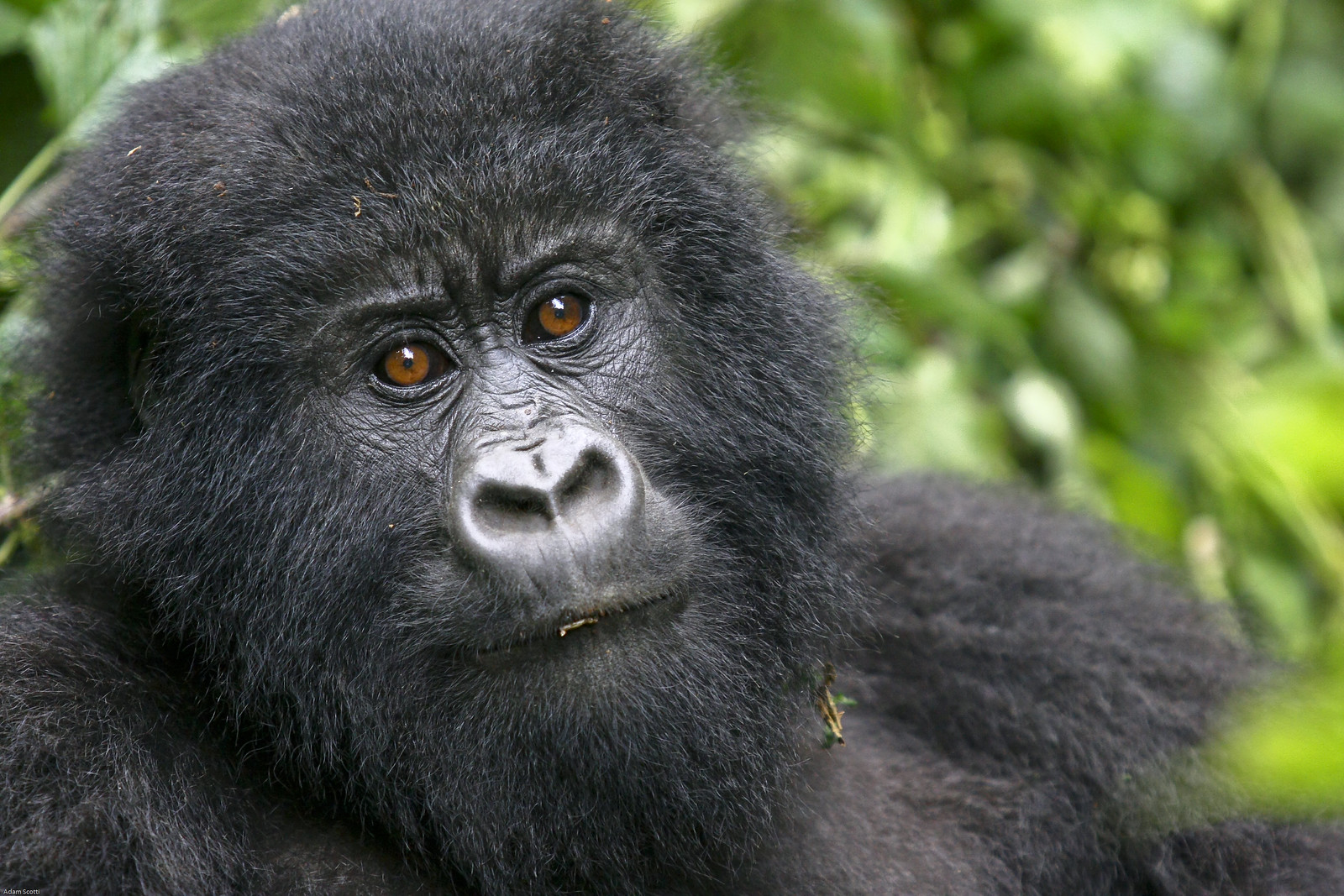 Gorilla Safaris Uganda 10 Days