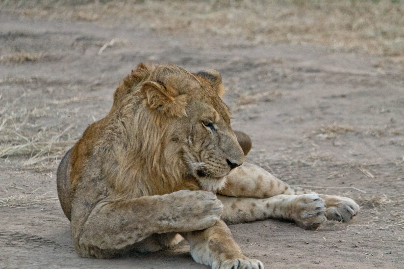 Safaris, Gorilla Trekking, Wildlife, and Top Destinations