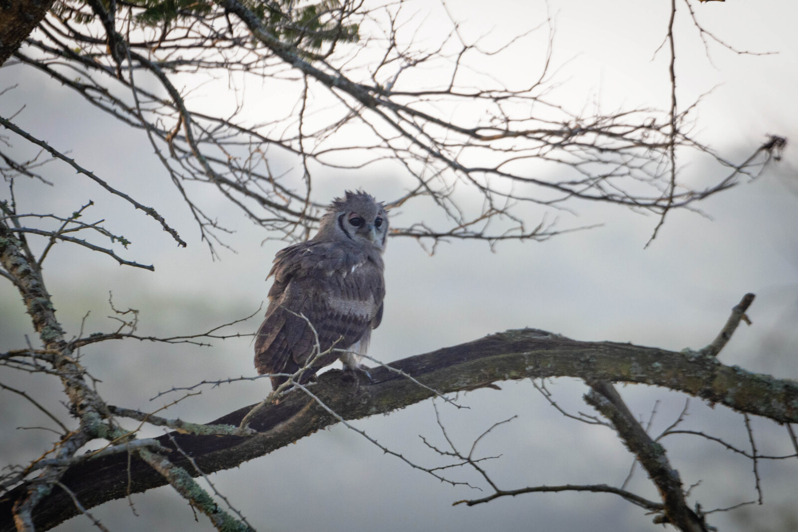 Gorilla Safaris for Birders
