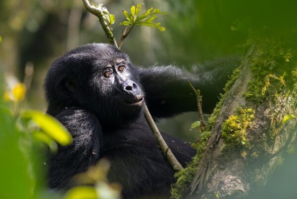 Gorilla Safaris Uganda 14 Days