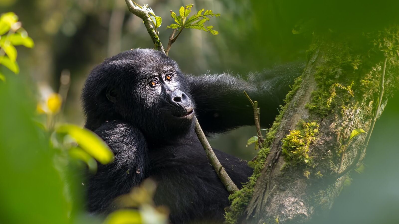 Gorilla Safaris April
