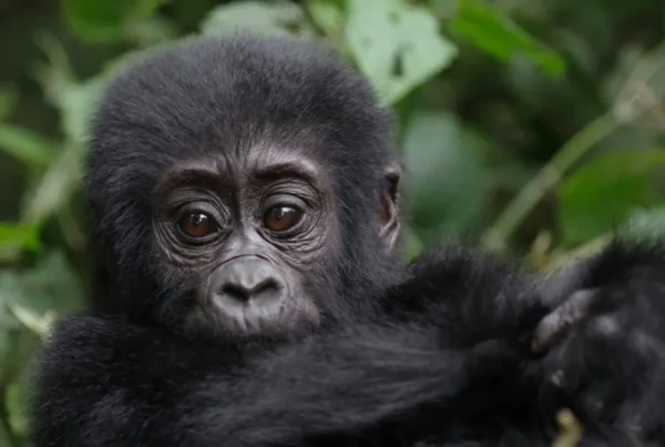Gorilla Safaris Uganda 5 Days