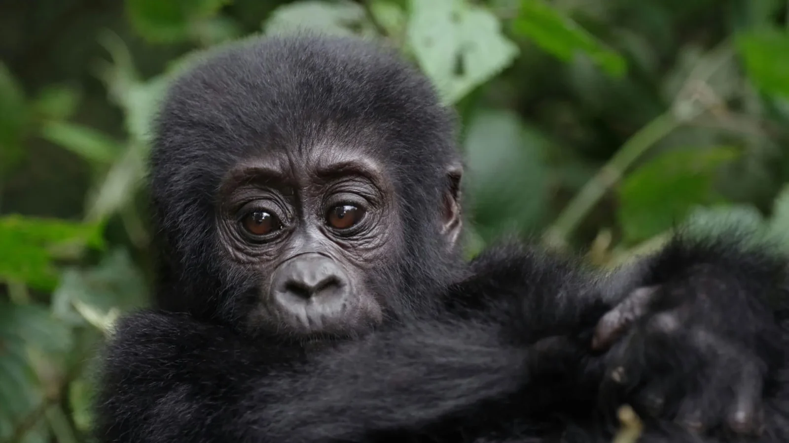 Gorilla Safaris Uganda 5 Days