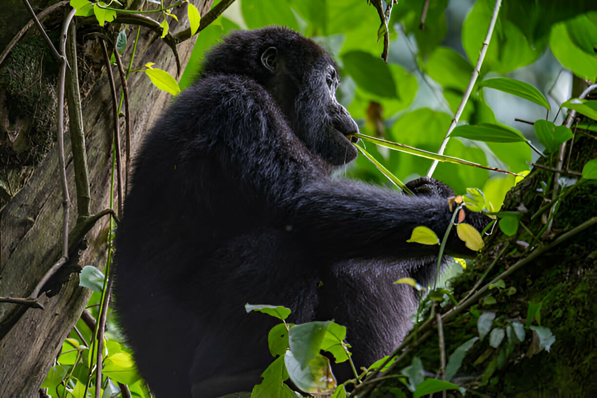 Gorilla Safaris on a Budget: The Cheapest Realistic Options in 2026