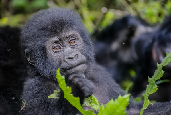Gorilla safaris can be tailored to suit travelers with tight schedules through well-planned three- or four-day itineraries.
